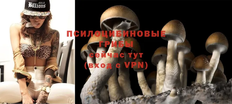 МЕГА   купить наркотики сайты  Новомосковск  Псилоцибиновые грибы Magic Shrooms 